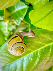 Smaller banded snail crawls on a green leaf