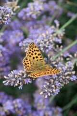 An orange butterfly on purple lavender flowers. Macro photo of insects.