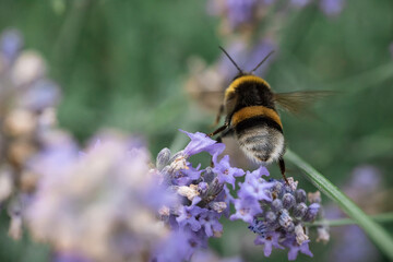 A large bumblebee on lavender flowers. Macrophotography of insects