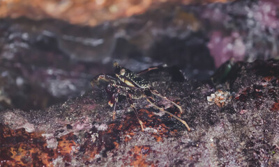Crab  At the sea , Beautiful sea view , Nature background , nature beauty