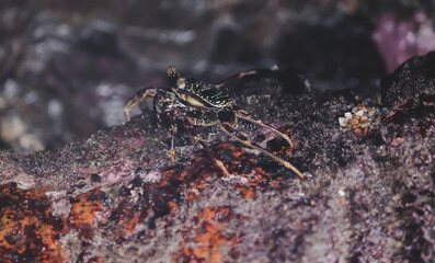 Crab  At the sea , Beautiful sea view , Nature background , nature beauty
