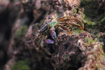 Crab  At the sea , Beautiful sea view , Nature background , nature beauty