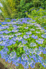 紫陽花