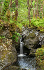 Waterfall on Cordorcan Burn in the Wood of Cree Scottish Rain Forest in The Galloway National Forest