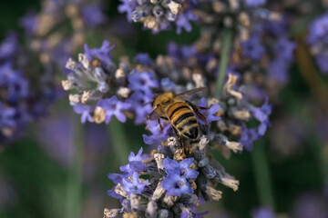 Photo of a bee collecting nectar on a lavender flower. Macrophotography of insects.