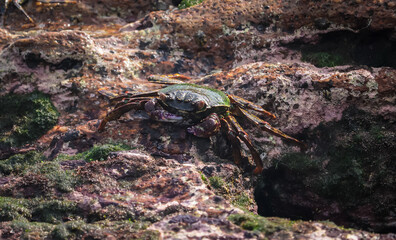 Crab  At the sea , Beautiful sea view , Nature background , nature beauty