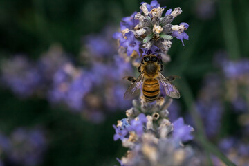 Photo of a bee collecting nectar on a lavender flower. Macrophotography of insects.