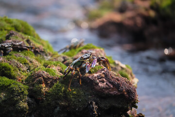 Crab  At the sea , Beautiful sea view , Nature background , nature beauty