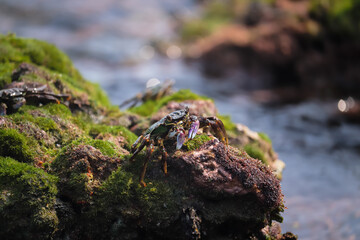 Crab  At the sea , Beautiful sea view , Nature background , nature beauty
