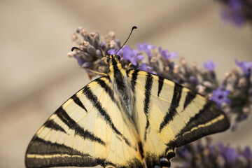 Swallowtail butterfly on lavender flowers. A big beautiful butterfly. Macrophotography of insects.