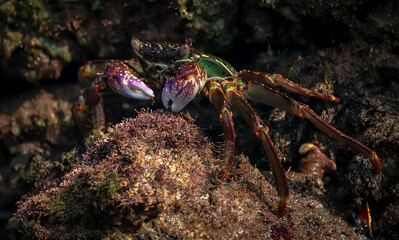 Crab  At the sea , Beautiful sea view , Nature background , nature beauty