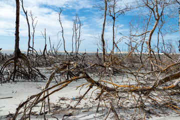 The mangrove forest in Guriu. Still life. Jericoacora, State of Ceara, Brazil