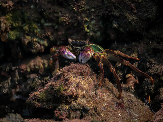 Crab  At the sea , Beautiful sea view , Nature background , nature beauty