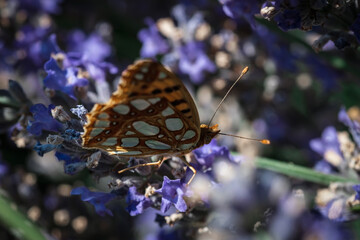 An orange butterfly on purple lavender flowers. Macro photo of insects. - Powered by Adobe