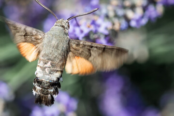 The hawk moth extracts nectar from lavender flowers. Macrophotography of insects.