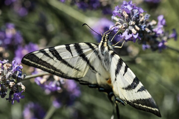 Swallowtail butterfly on lavender flowers. A big beautiful butterfly. Macrophotography of insects.