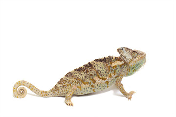 chameleon isolated on white background Chamaeleo calyptratus