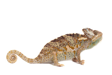 chameleon isolated on white background Chamaeleo calyptratus