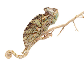chameleon isolated on white background Chamaeleo calyptratus