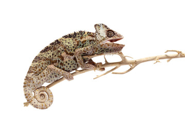 Naklejka premium chameleon isolated on white background Chamaeleo calyptratus