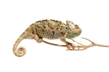 chameleon isolated on white background Chamaeleo calyptratus