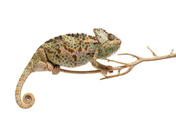 Naklejka premium chameleon isolated on white background Chamaeleo calyptratus