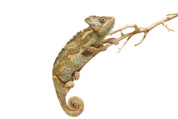Naklejka premium chameleon isolated on white background Chamaeleo calyptratus