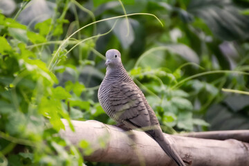 pigeon on a branch
