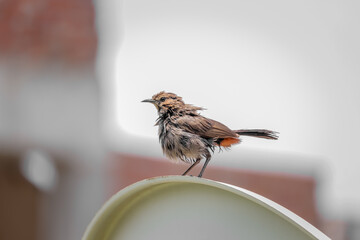 sparrow on a fence