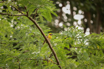 Bird sitting on the tree , Weaver bird ,  Nature background