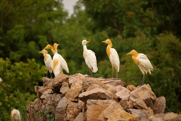 Birds group sitting on the rocks , Nature background