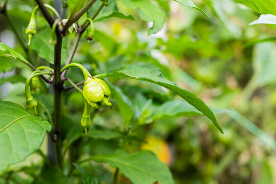 unripe Carolina Reaper Chili pepper (Capsicum chinense)