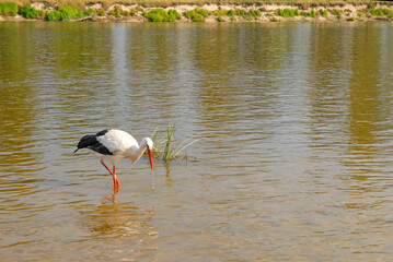A white stork in the shallow waters of the river bends down in search of fish. Drops of water drip from its red beak.