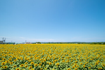 満開のひまわり村と青空