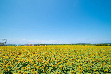満開のひまわり村と青空