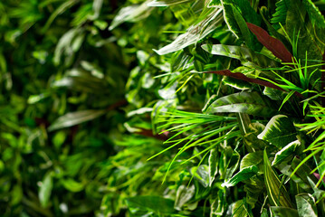 Green tropical leaves close up. Texture of jungle plants. Sharpness on the side leaf.