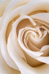 Fresh white rose petals close up, natural abstract background