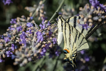 Swallowtail butterfly on lavender flowers. A big beautiful butterfly. Macrophotography of insects.