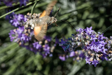 a hawk moth on purple lavender flowers. Macrophotography of insects.