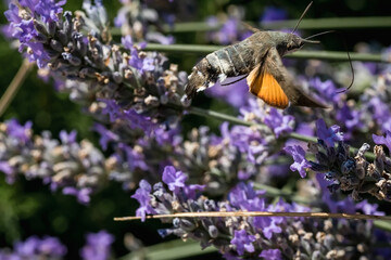 The hawk moth extracts nectar from lavender flowers. Macrophotography of insects.