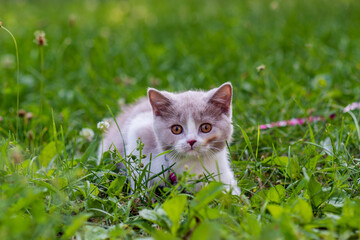 Naklejka na ściany i meble portrait of funny british shothair bicolor gray kitten on the green grass summer background. Selective focus
