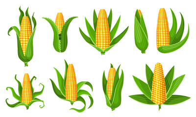 Corn collection. Isolated ripes corn ear. Yellow corn cobs with green leaves. Summer farm design elements. Sweet bunches of corn