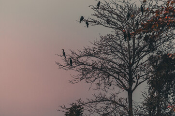 Birds on a Tree in sunset
