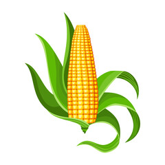 Corn. Isolated ripe corn ear. Yellow corn cob with green leaves. Summer farm design element. Sweet bunch of corn