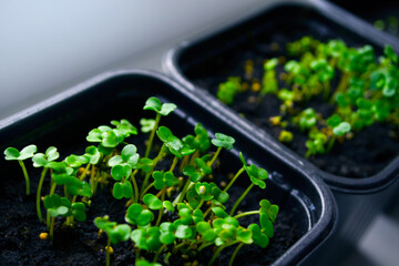 arugula seedlings in pots close up. Preparing the young plants for planting in the ground
