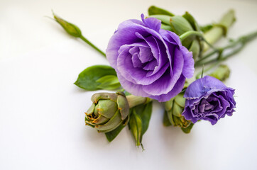 design a bouquet of purple eustomas and green artichoke close-up card for the holiday
