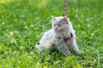 Naklejka na ściany i meble Portrait og fluffy little kitten on green grass background