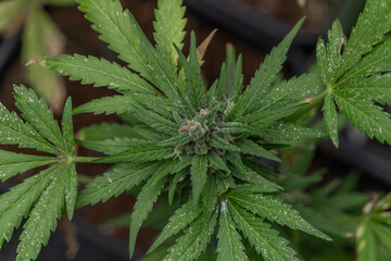 Ripened green marijuana flower Critical OG variety in greenhouse