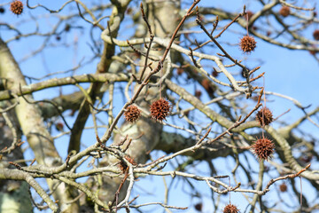 Covid 19-shaped seeds