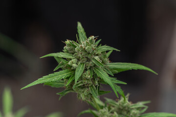 Ripened green marijuana flower Critical OG variety in greenhouse